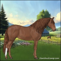 Horse Color:Chestnut 