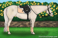 Horse Color:Cremello 