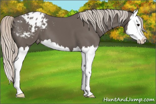 Horse Color:Silver Black Splash Appaloosa 
