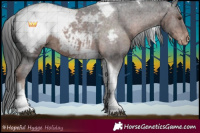 Horse Color:Liver Chestnut Tobiano Appaloosa