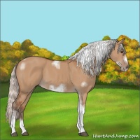 Horse Color:Silver Bay Dun Sabino Tobiano Frame Rabicano 