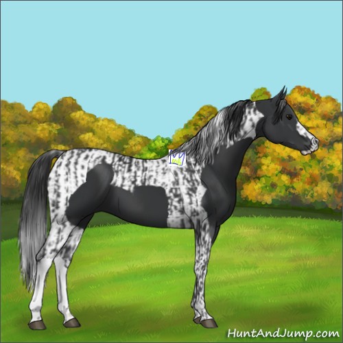 Horse Color:Black  and Black Tobiano 