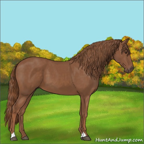 Horse Color:Chestnut 