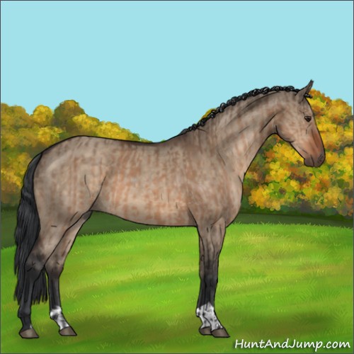 Horse Color:Brown Dun and Brown Dun