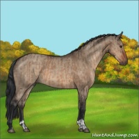 Horse Color:Brown Dun  and Brown Dun 