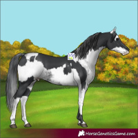 Horse Color:Black  and White Spotted Black 