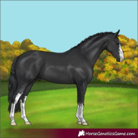 Horse Color:White Spotted Black