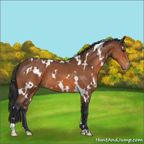 Horse Color:White Spotted Bay Varnish 