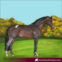 Horse Color:Brown Appaloosa 