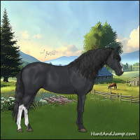Horse Color:Black 