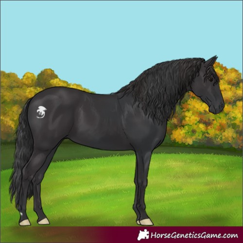 Horse Color:Black  and Smoky Black 