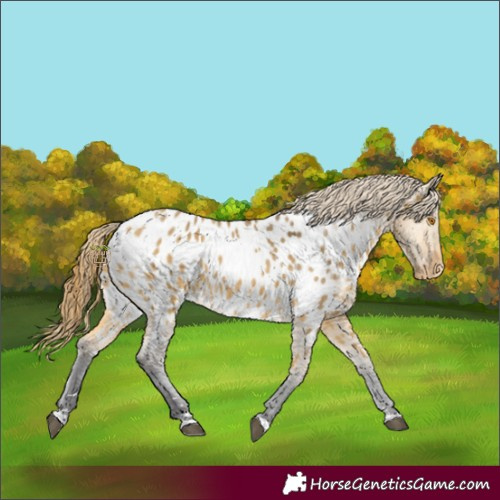Horse Color:Buckskin Dun Near Leopard Rabicano