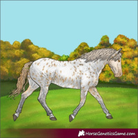 Horse Color:Buckskin Dun Near Leopard Rabicano 