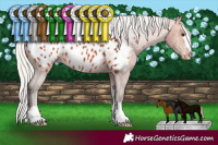 Horse Color:Silver Bay Appaloosa Rabicano 
