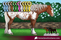 Horse Color:Silver Bay Near Leopard Rabicano