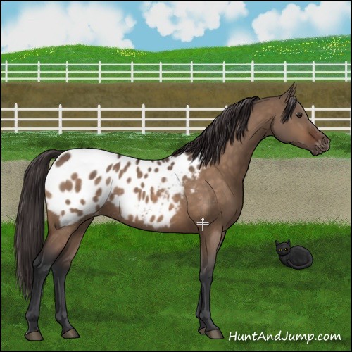Horse Color:Brown Dun Appaloosa 
