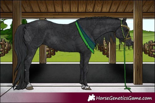 Horse Color:Black 