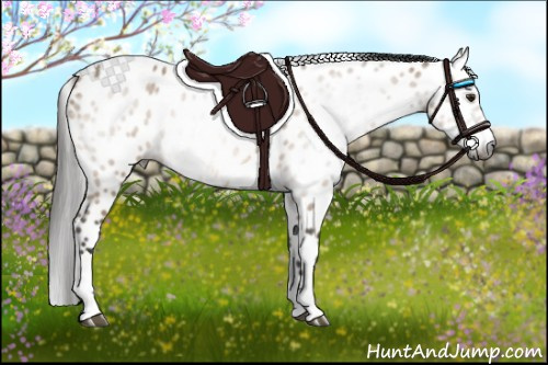 Horse Color:Gray Bay Dun Tobiano Appaloosa Rabicano 