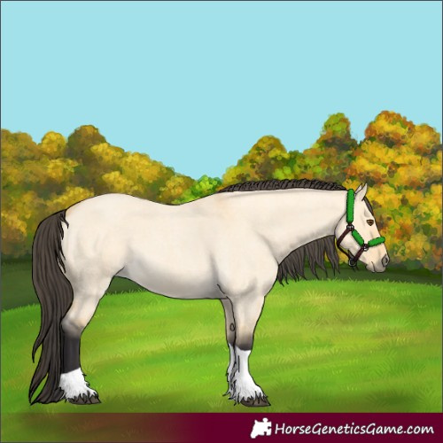 Horse Color:Buckskin Roan Dun Tobiano 