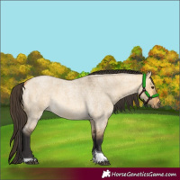 Horse Color:Buckskin Roan Dun Tobiano