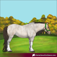 Horse Color:Buckskin Roan Dun Tobiano
