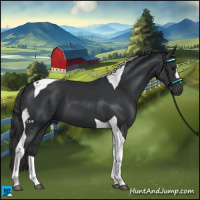 Horse Color:Black Tobiano 