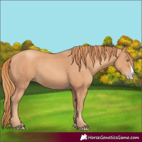 Horse Color:Gold Champagne Splash 