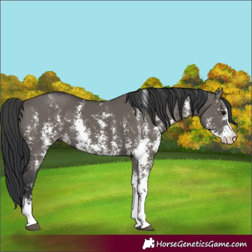 Horse Color:Grullo Sabino 