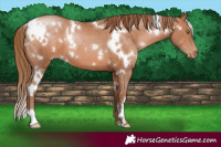 Horse Color:White Spotted Brown Pearl 
