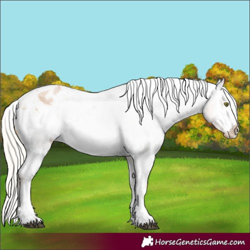Horse Color:Silver Blue Roan Pearl Tobiano Appaloosa 