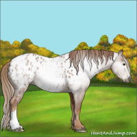 Horse Color:Gray Chestnut Appaloosa 
