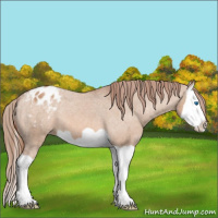 Horse Color:Red Dun Splash Appaloosa 