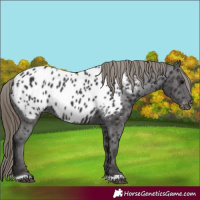 Horse Color:Smoky Black Appaloosa 
