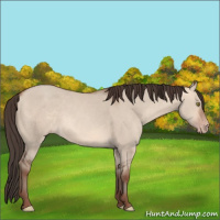 Horse Color:Amber Champagne Dun 