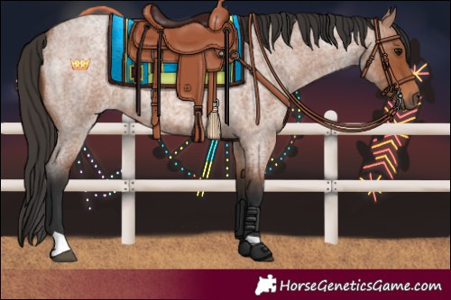 Horse Color:Bay Roan 