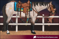 Horse Color:Bay Roan 