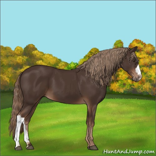 Horse Color:Liver Chestnut