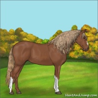 Horse Color:Chestnut 