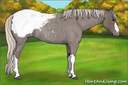 Horse Color:Silver Blue Roan Appaloosa