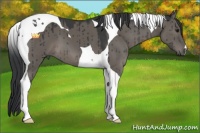 Horse Color:Grullo Tobiano Brindle