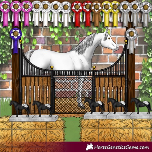 Horse Color:Gray White Spotted Brown Dun Sabino Appaloosa Brindle 