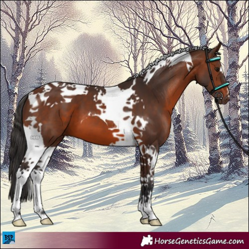 Horse Color:Brown Tobiano 