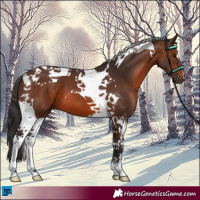 Horse Color:Brown Tobiano 