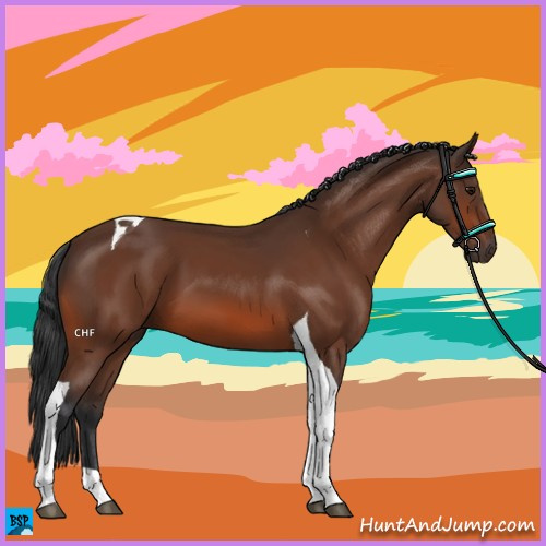 Horse Color:Bay Tobiano 