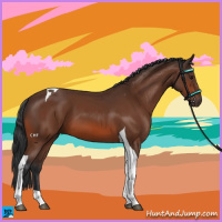 Horse Color:Bay Tobiano 