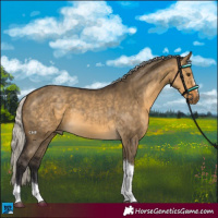 Horse Color:Silver Buckskin Dun Tobiano 