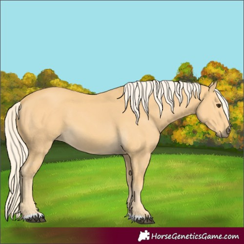 Horse Color:Palomino 