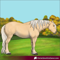 Horse Color:Palomino 