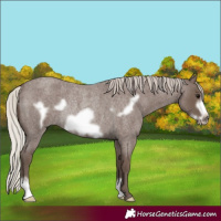 Horse Color:Silver Blue Roan Frame Rabicano