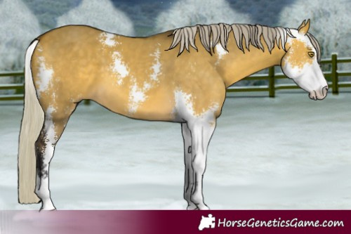 Horse Color:Silver Buckskin Dun Sabino